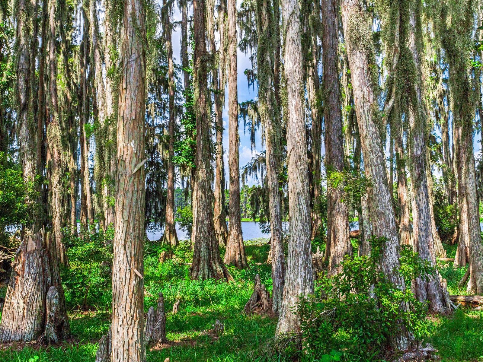 ALDERMAN TURNER ROAD RD, WIMAUMA, FL, 33598