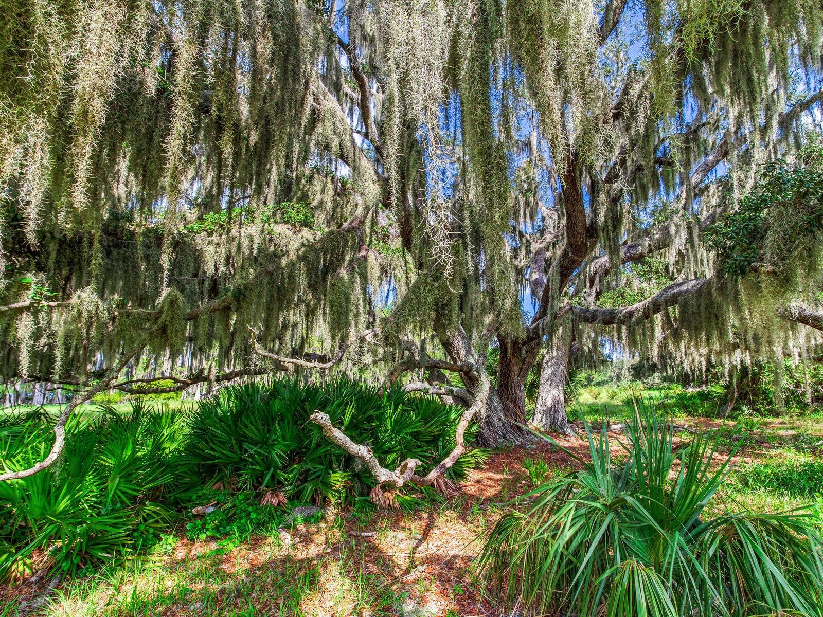 ALDERMAN TURNER ROAD RD, WIMAUMA, FL, 33598