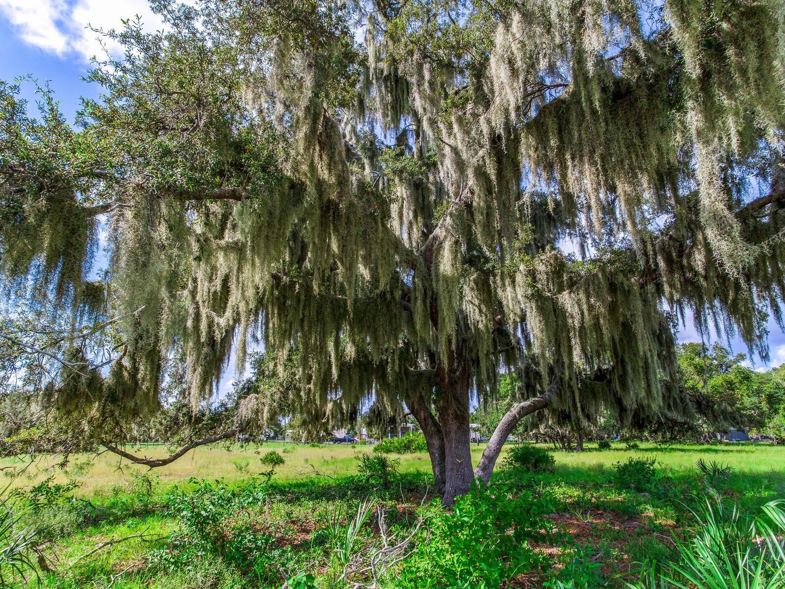 ALDERMAN TURNER ROAD RD, WIMAUMA, FL, 33598