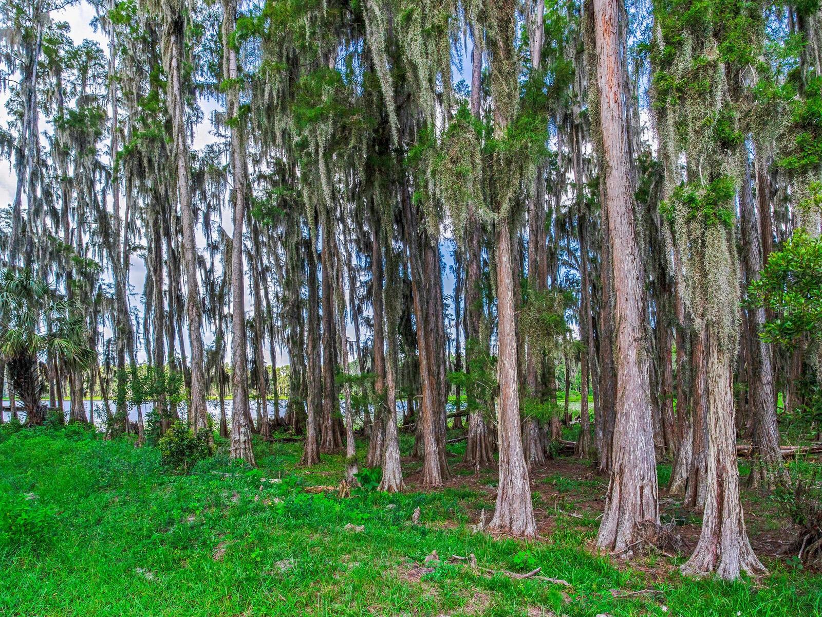 ALDERMAN TURNER ROAD RD, WIMAUMA, FL, 33598