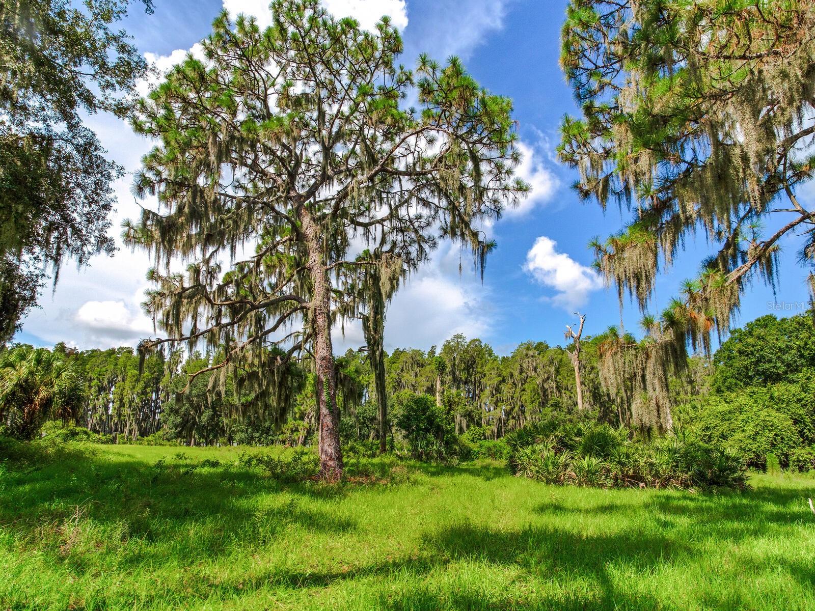 ALDERMAN TURNER ROAD RD, WIMAUMA, FL, 33598