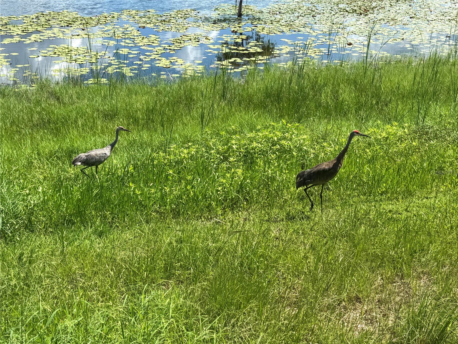 4808 ANDERSON RD, ORLANDO, FL, 32812