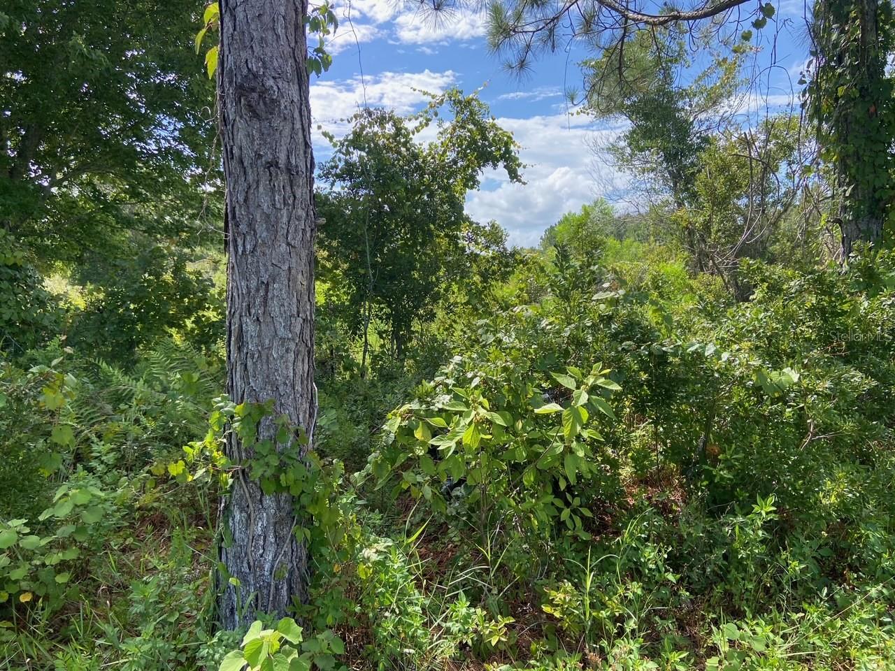 0 OLD GAINESVILLE HWY, INTERLACHEN, FL, 32148