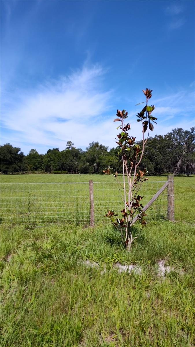 245 LITTLE BROWN CHURCH RD, PIERSON, FL, 32180