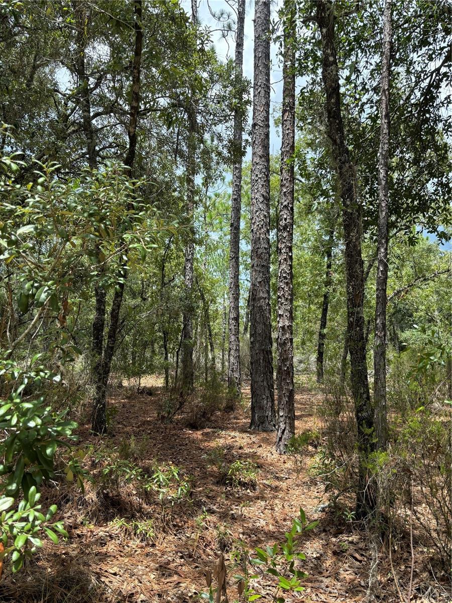 001 NE 110TH AVE, WILLISTON, FL, 32696