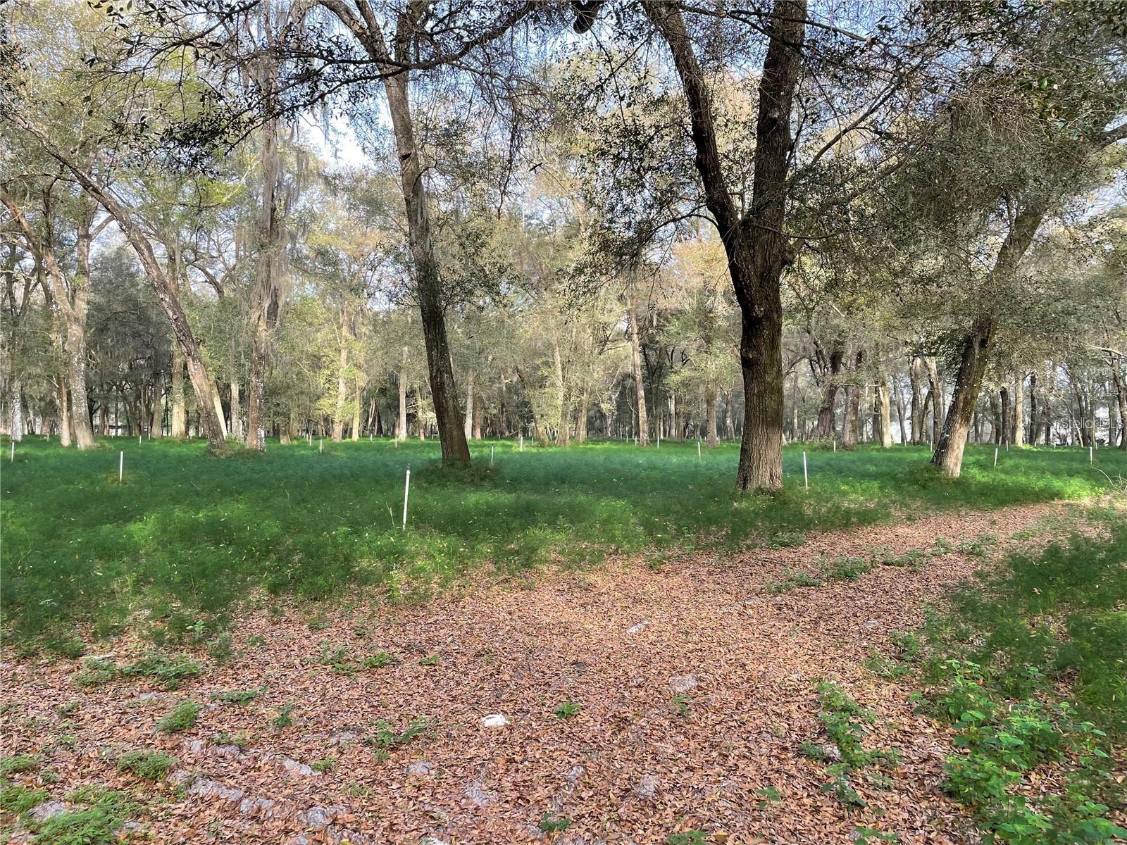 1494 TILLY BYRD RD, SEVILLE, FL, 32190