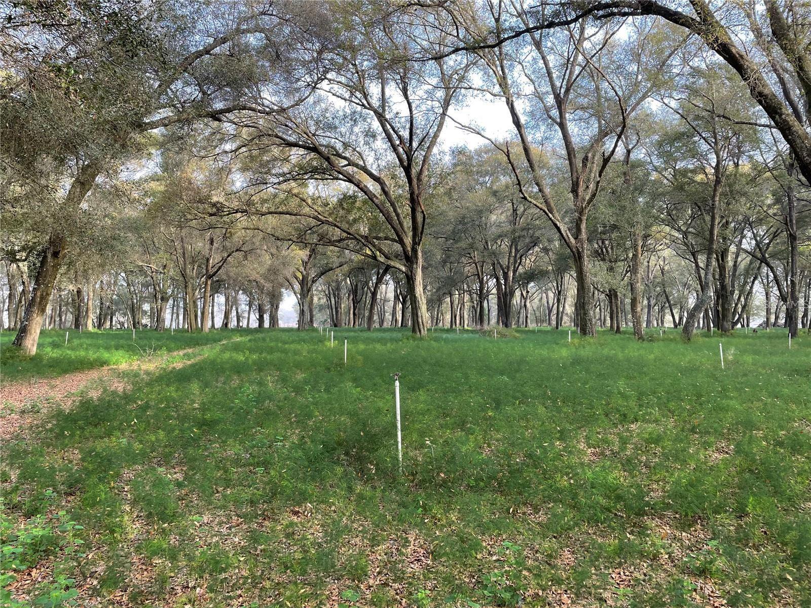 1494 TILLY BYRD RD, SEVILLE, FL, 32190