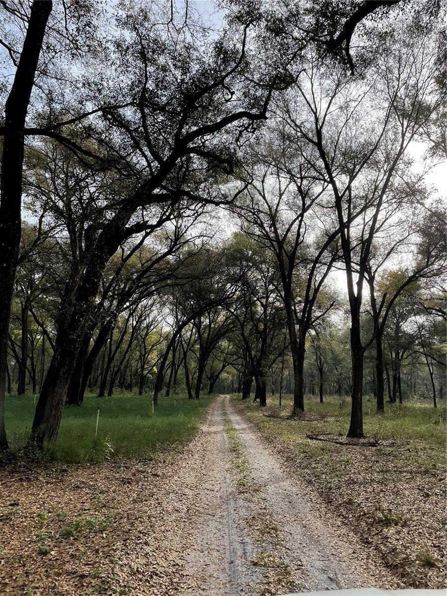 1494 TILLY BYRD RD, SEVILLE, FL, 32190