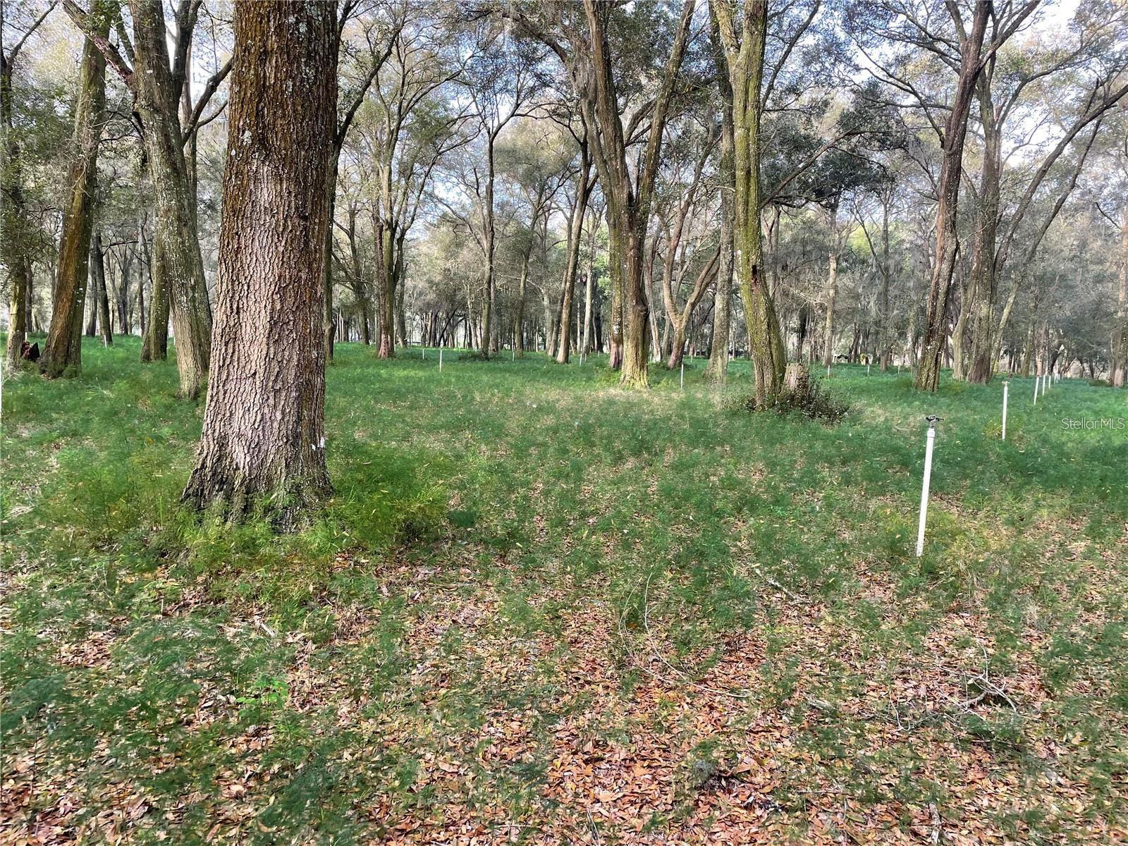 1494 TILLY BYRD RD, SEVILLE, FL, 32190