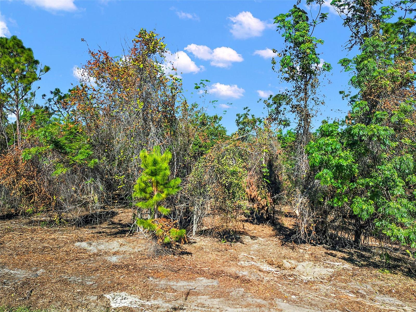 7082 NORNE LN, MOUNT DORA, FL, 32757