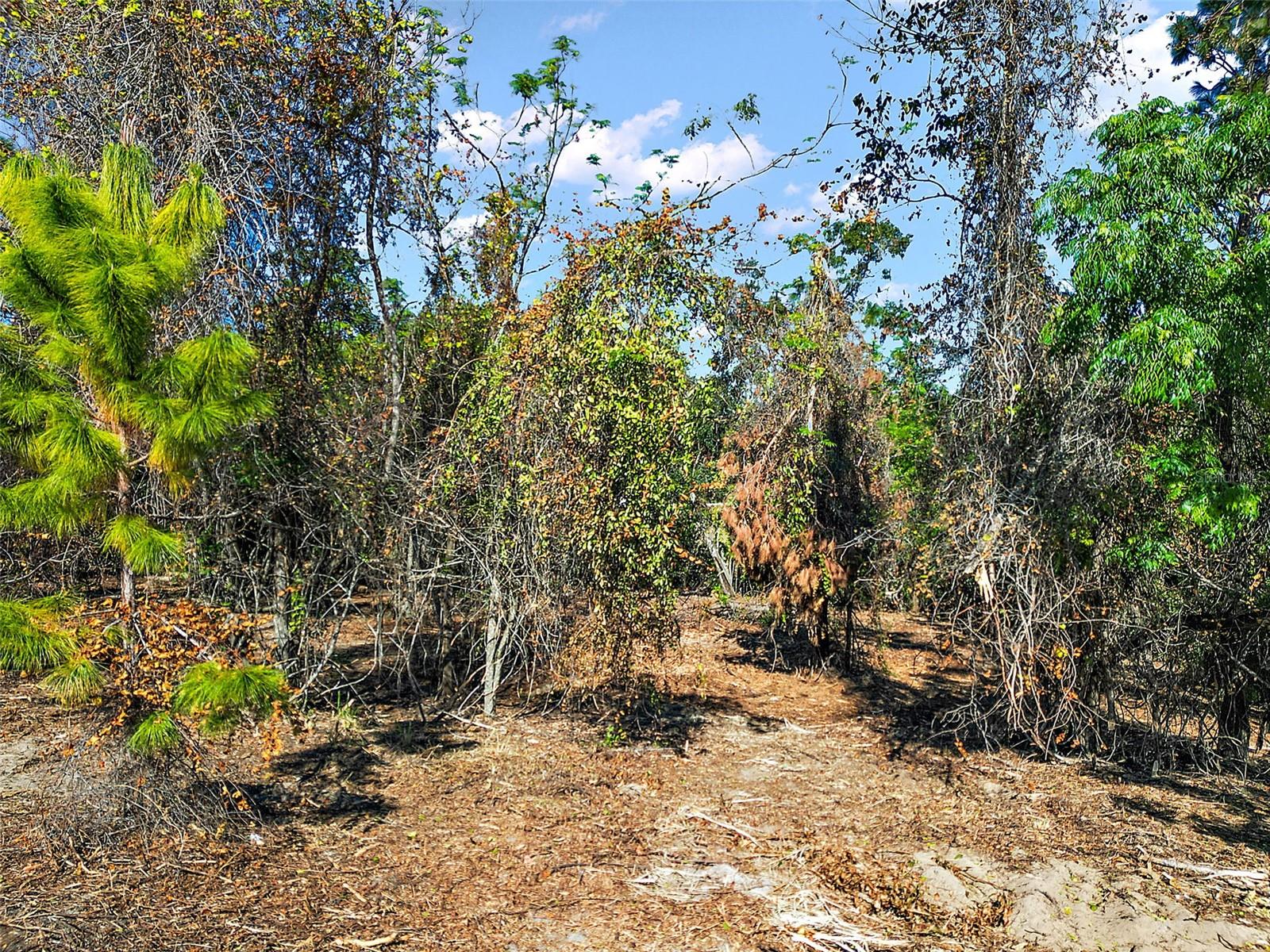 7082 NORNE LN, MOUNT DORA, FL, 32757