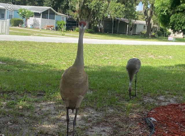 15433 CARROLLS CT, TAVARES, FL, 32778