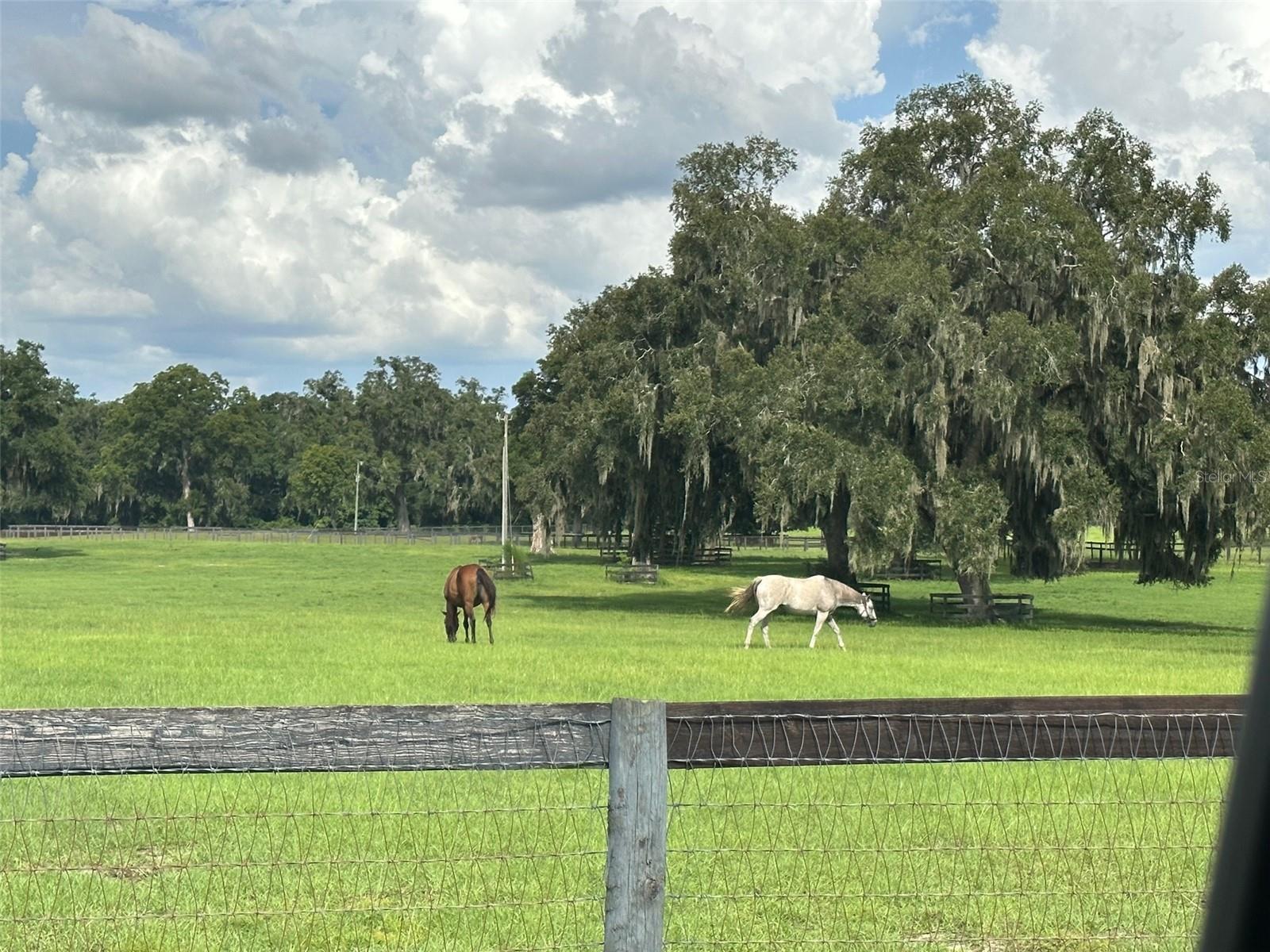 12219 SW 26TH STREET ST, OCALA, FL, 34481