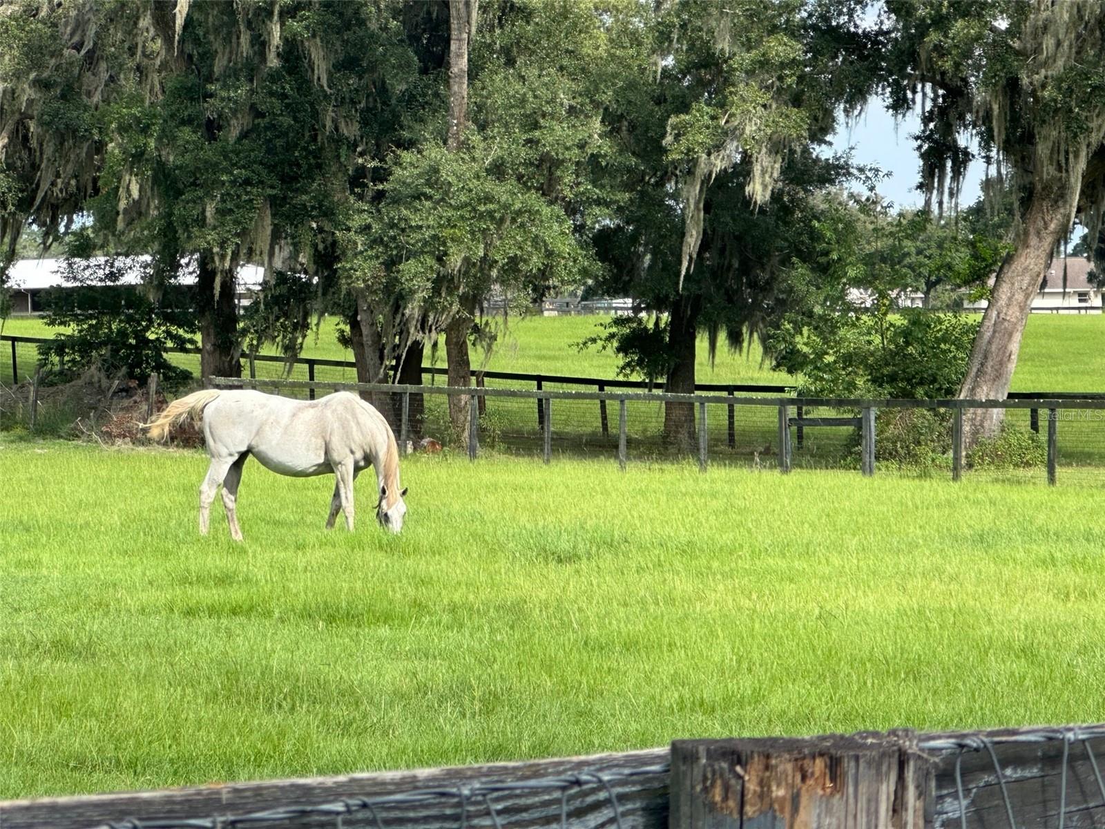 12219 SW 26TH STREET ST, OCALA, FL, 34481