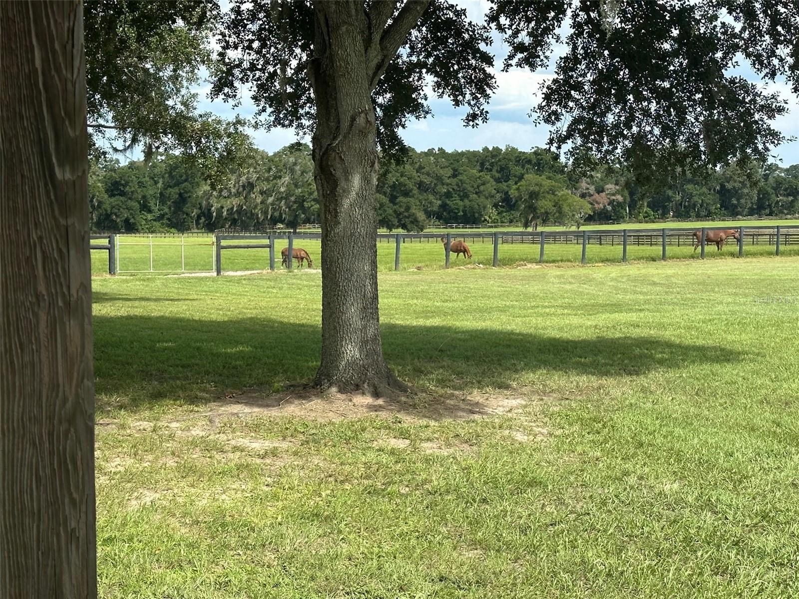 12219 SW 26TH STREET ST, OCALA, FL, 34481