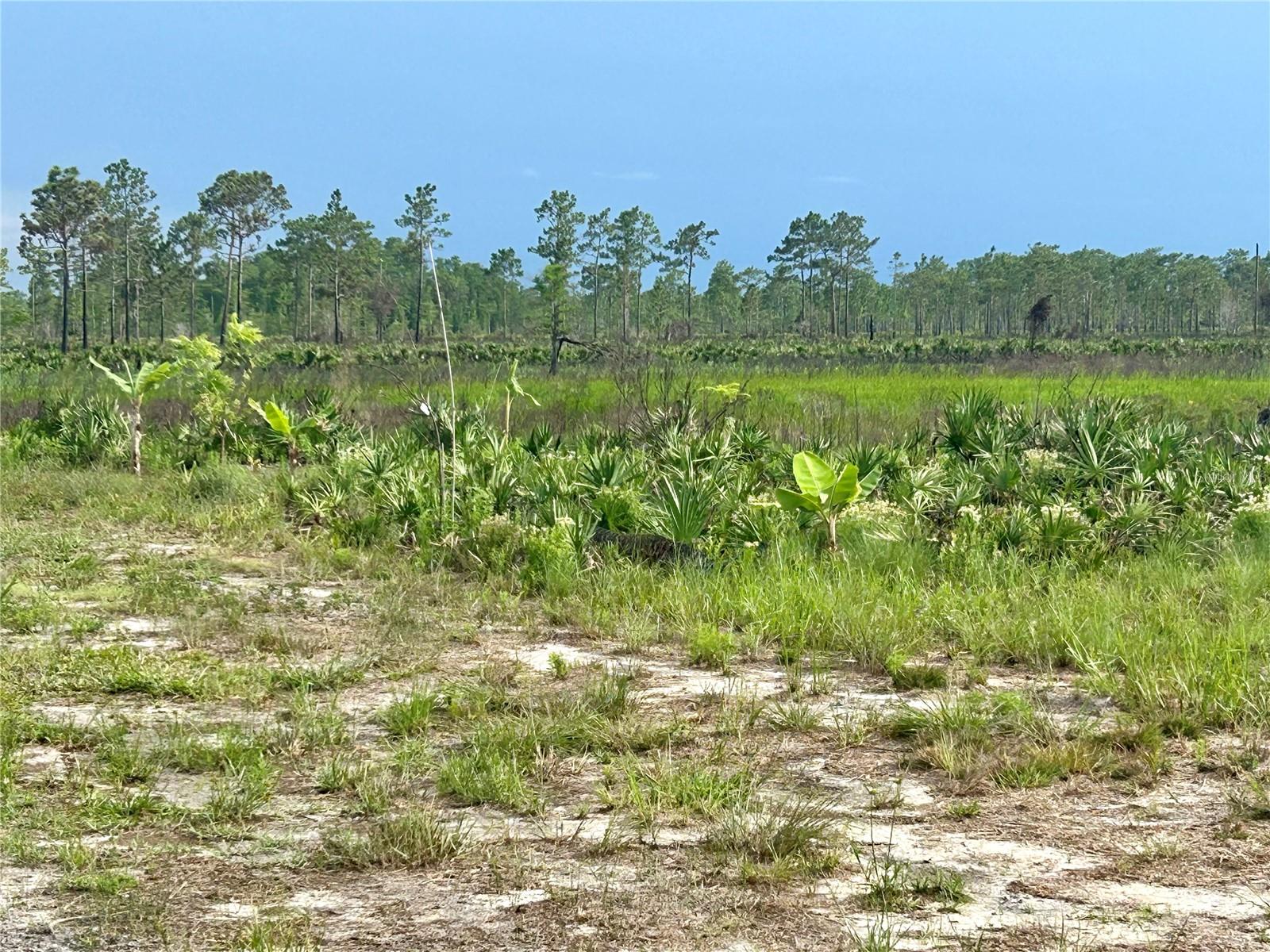 PADGETT TRL, SAINT CLOUD, FL, 34773
