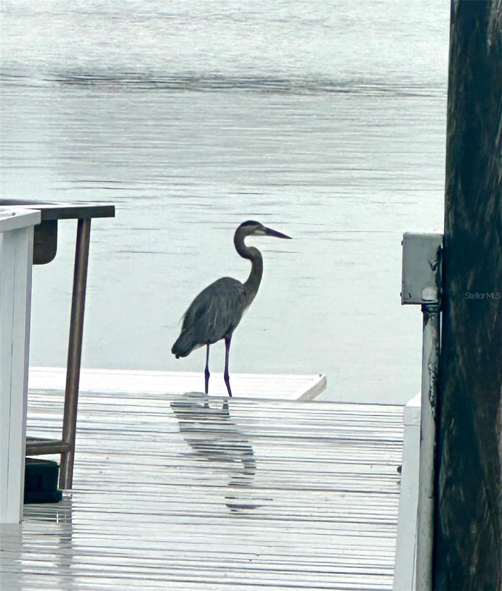 644 BAYSHORE DR, TARPON SPRINGS, FL, 34689