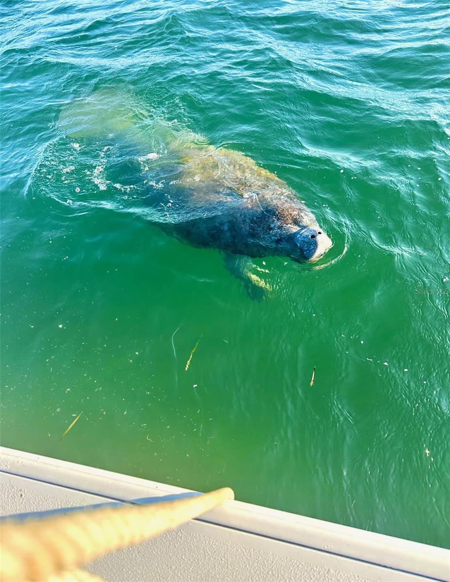 644 BAYSHORE DR, TARPON SPRINGS, FL, 34689