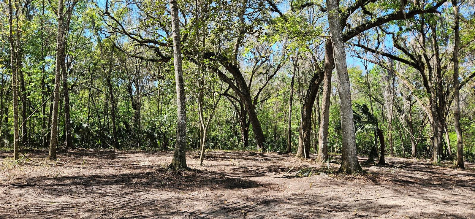 125ac NW 193RD ST, MICANOPY, FL, 32667