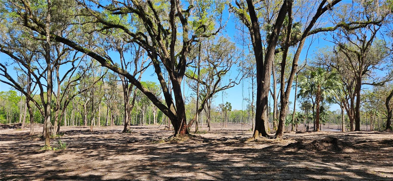 128ac NW 193RD ST, MICANOPY, FL, 32667