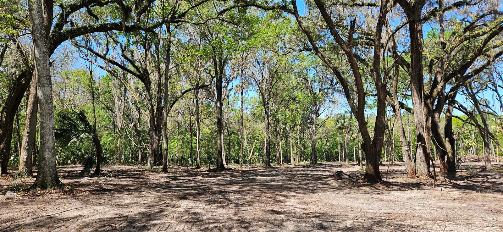 128ac NW 193RD ST, MICANOPY, FL, 32667