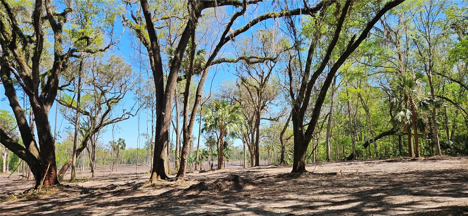 128ac NW 193RD ST, MICANOPY, FL, 32667