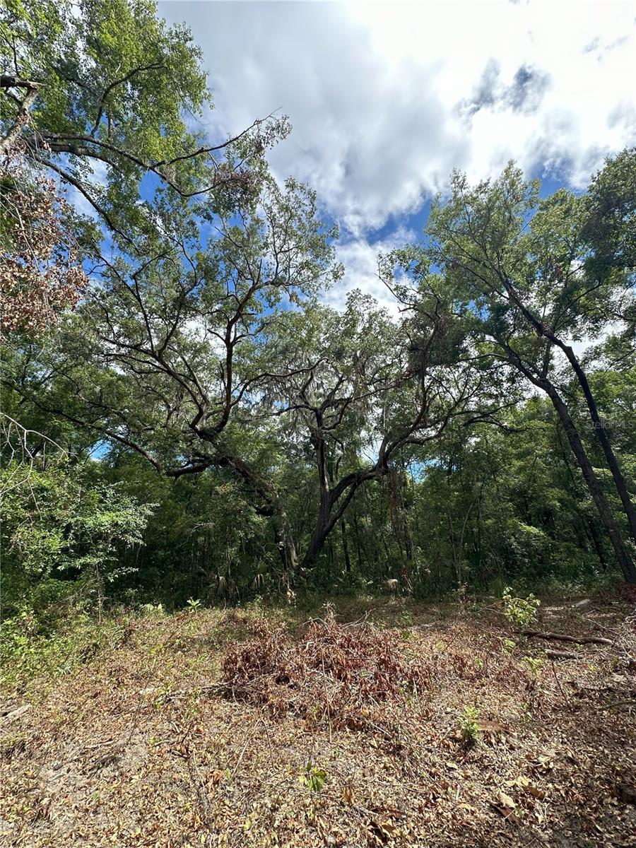 159ac W HWY 318, REDDICK, FL, 32686