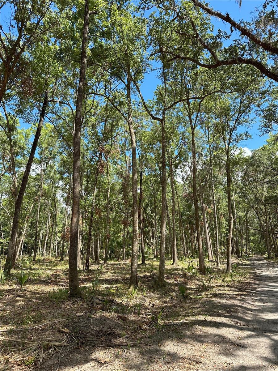 159ac W HWY 318, REDDICK, FL, 32686