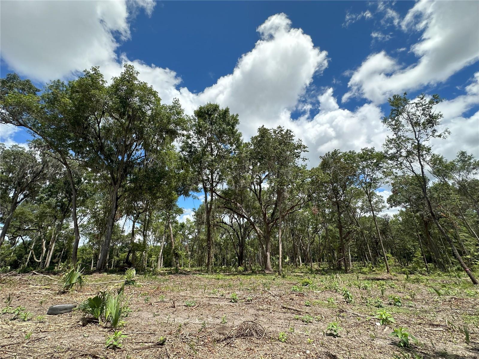 159ac W HWY 318, REDDICK, FL, 32686