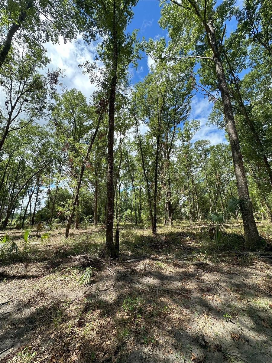 159ac W HWY 318, REDDICK, FL, 32686