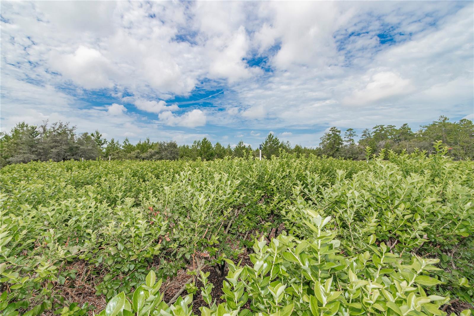 5728 W DUNKLIN ST, DUNNELLON, FL, 34433