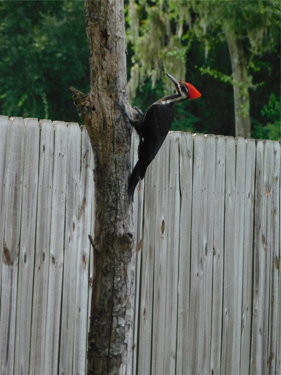 3241 SE 56TH TER, OCALA, FL, 34480