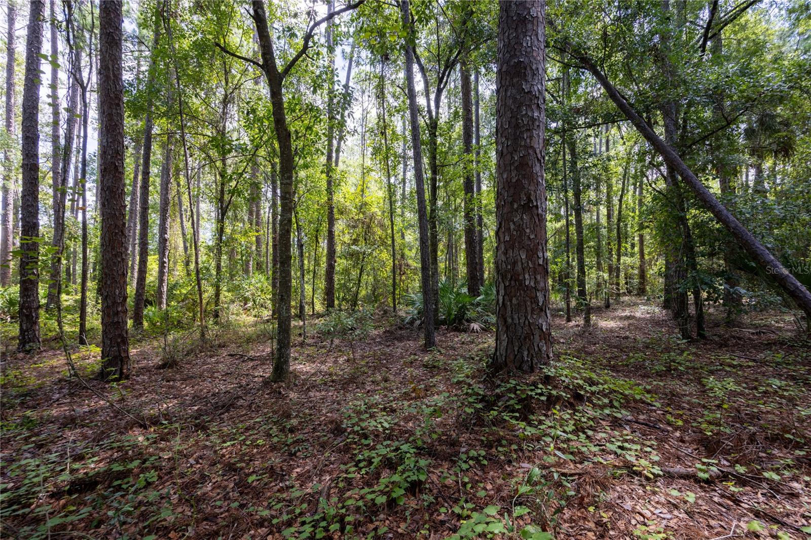 0 SE HAWTHORNE RD, HAWTHORNE, FL, 32640
