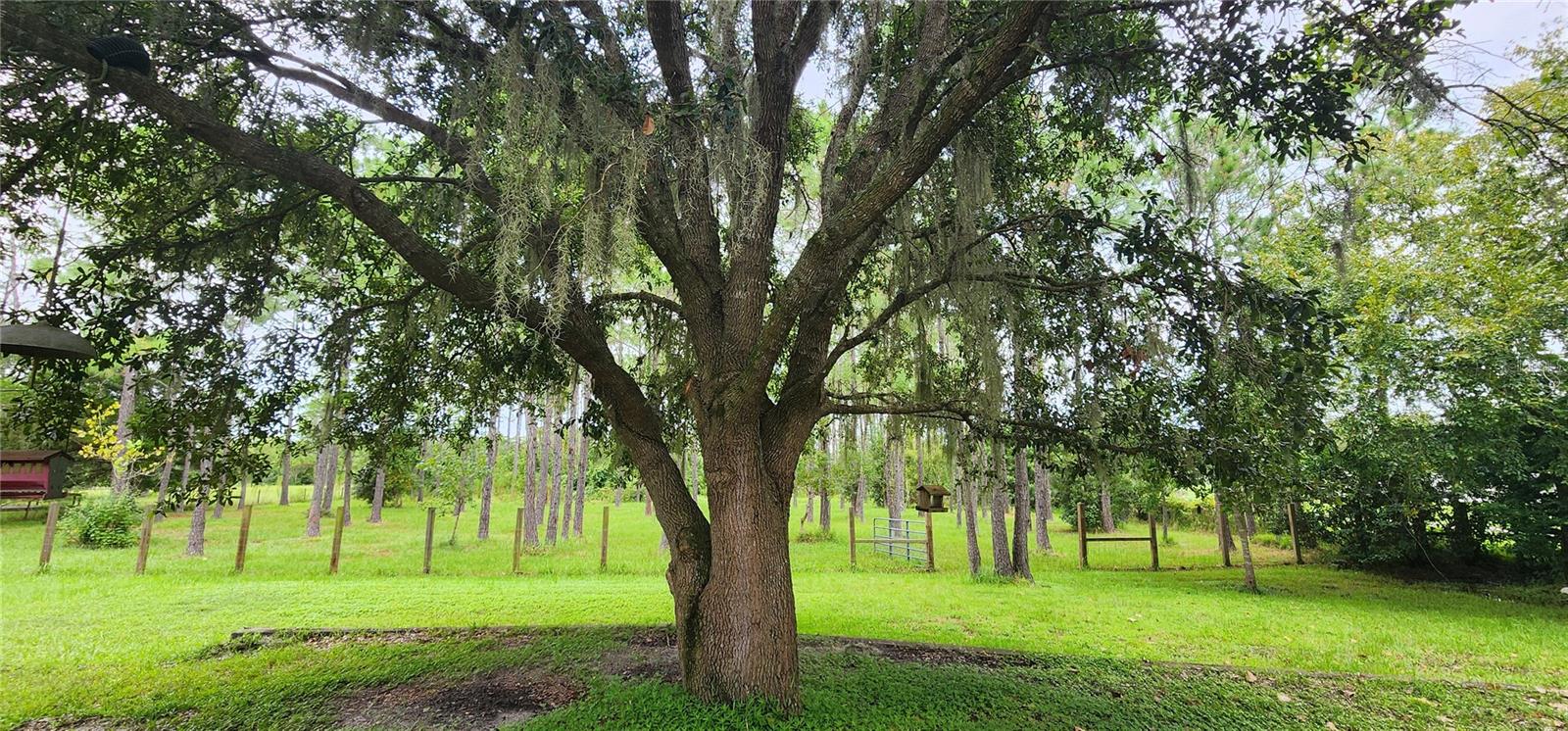 2620 OSCEOLA BLUFF LN, GENEVA, FL, 32732