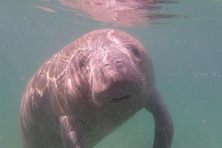 6 E PHLOX CT, HOMOSASSA, FL, 34446