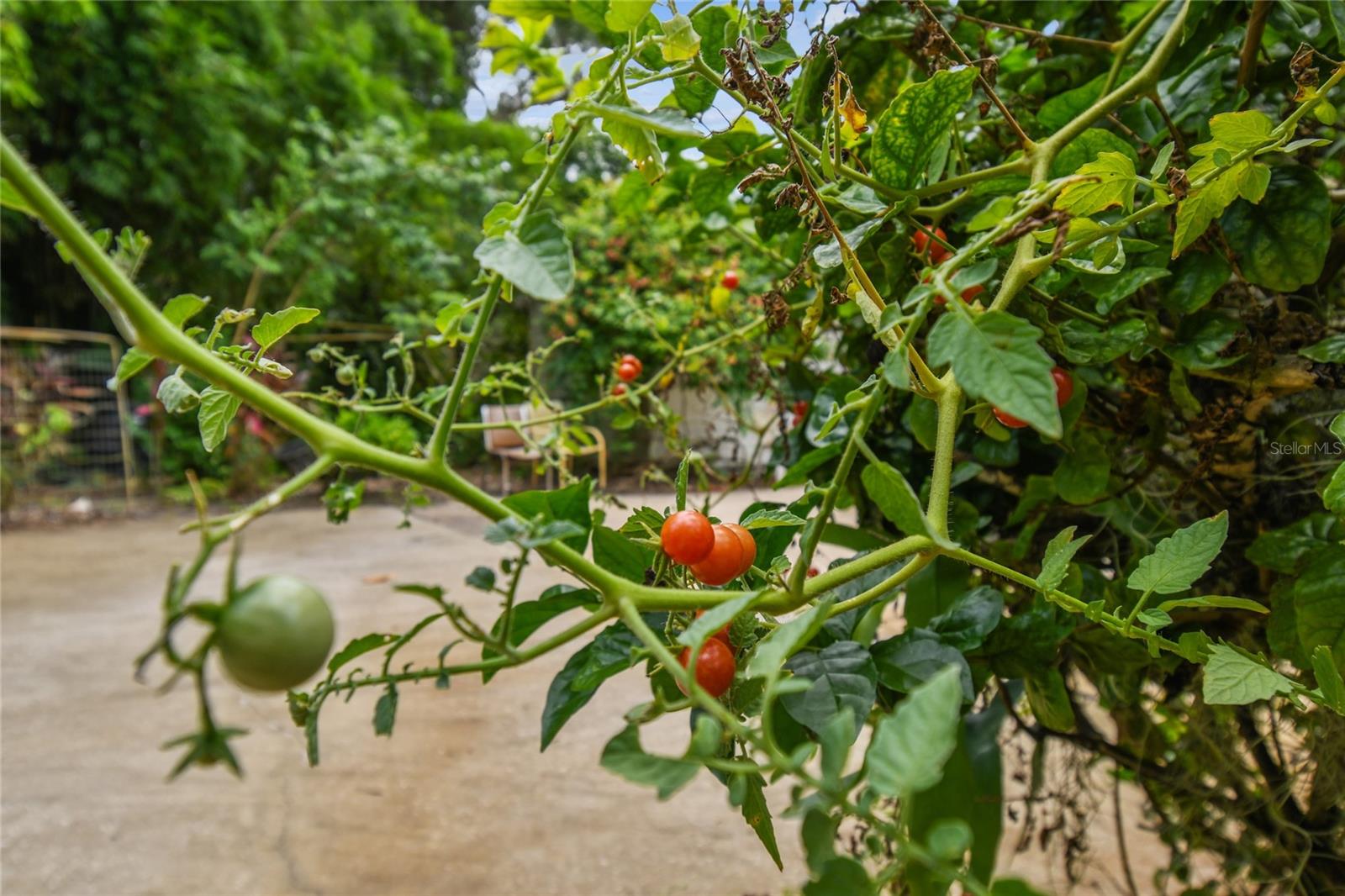 12002 MCKINNON RD, WINDERMERE, FL, 34786