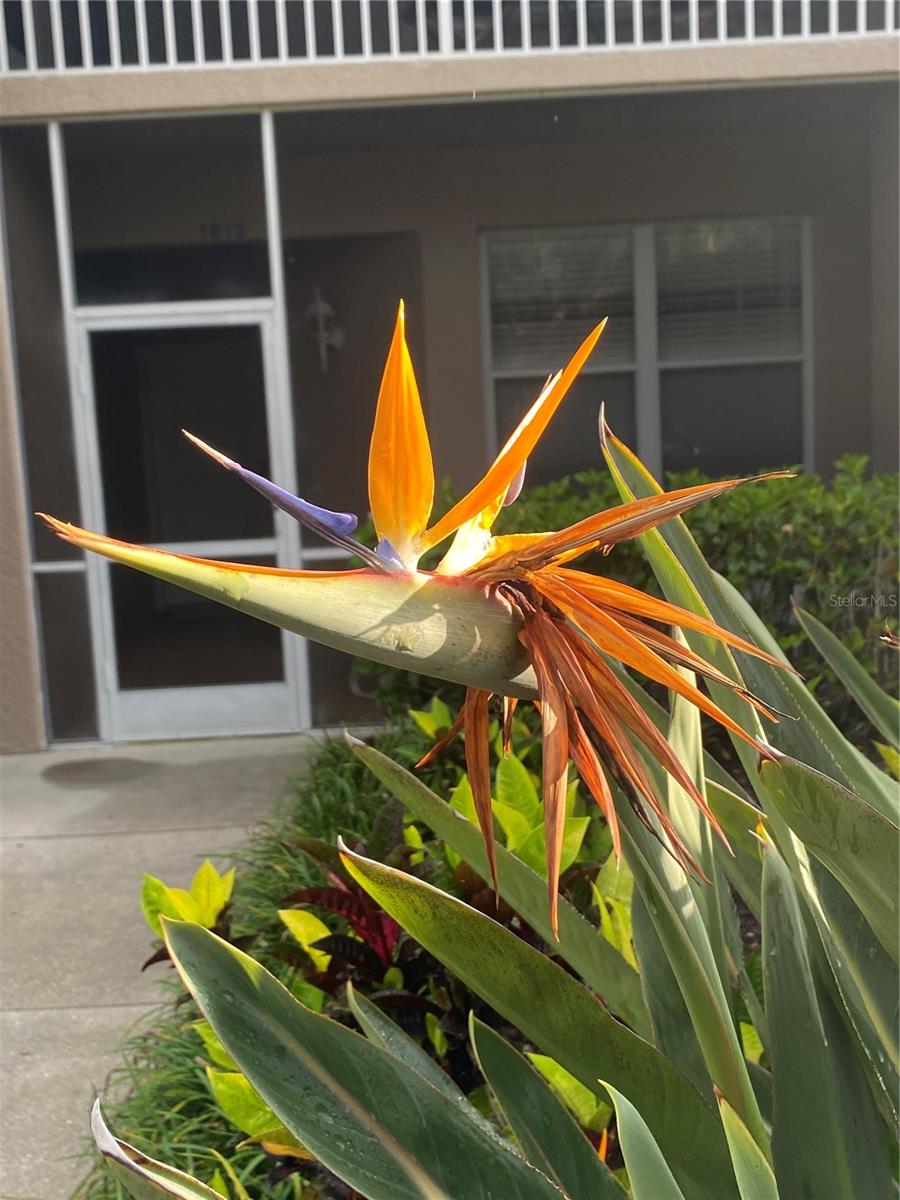 5280 HYLAND HILLS AVE #1812, SARASOTA, FL, 34241