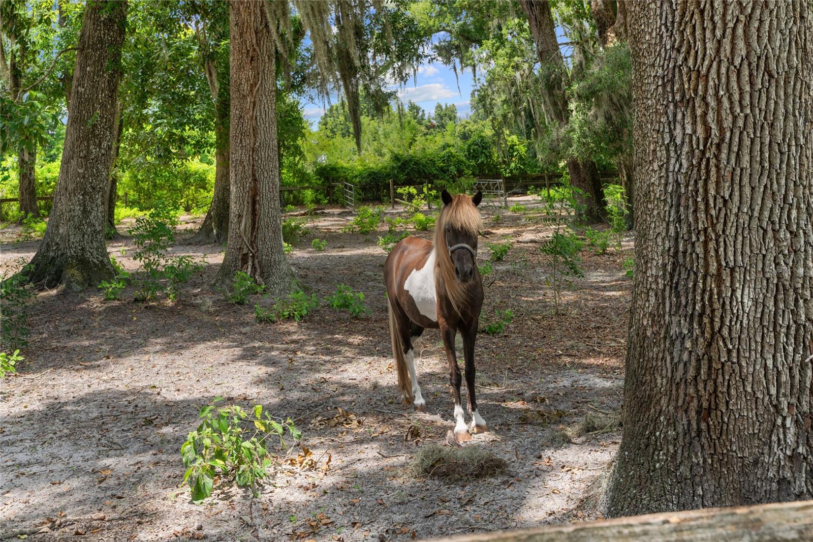 889 SW 165TH ST, OCALA, FL, 34473