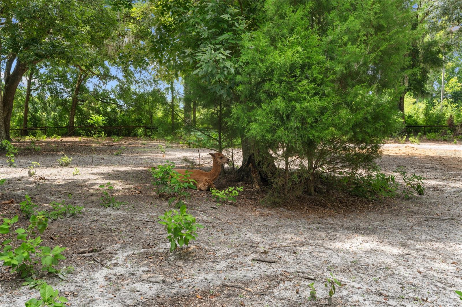 889 SW 165TH ST, OCALA, FL, 34473