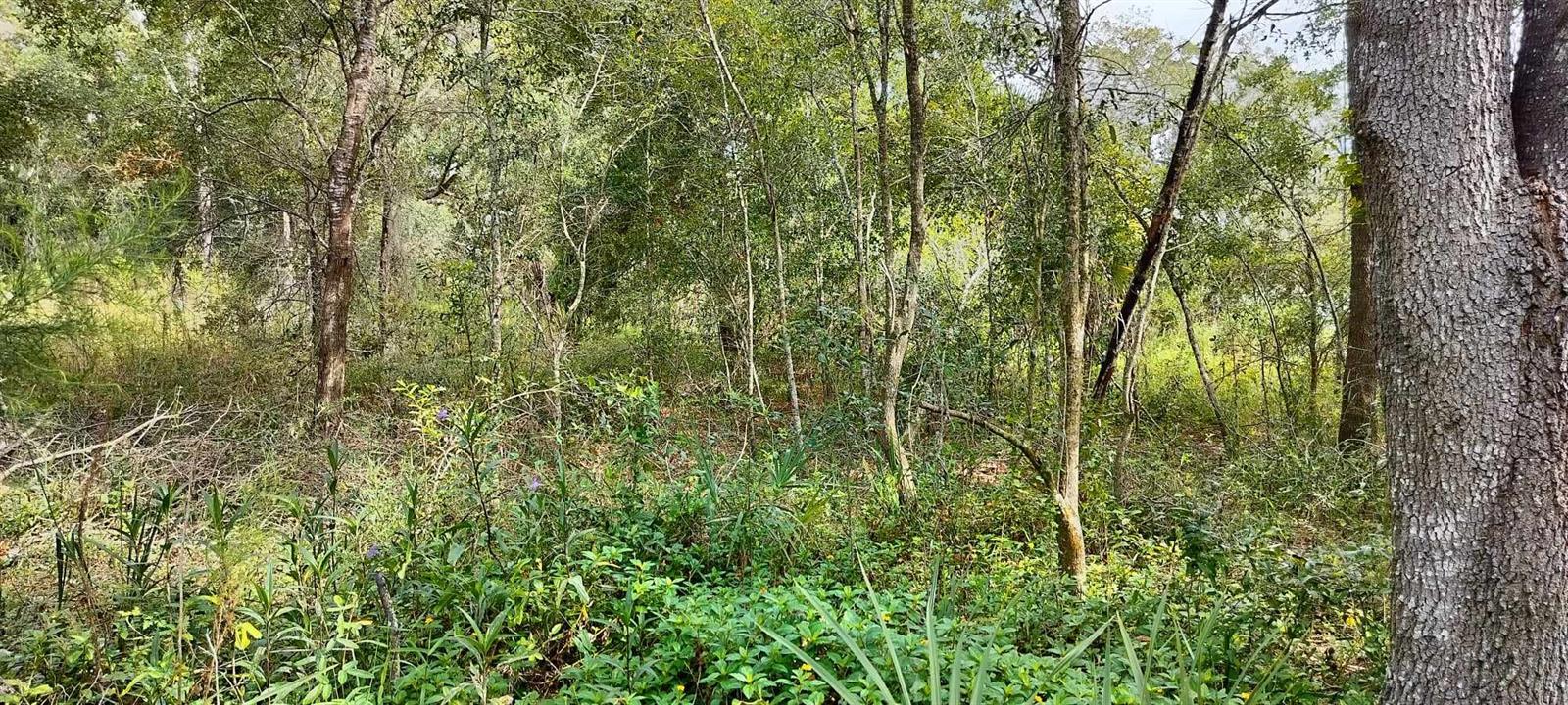 96 N SHELTERING OAKS DR, INVERNESS, FL, 34453