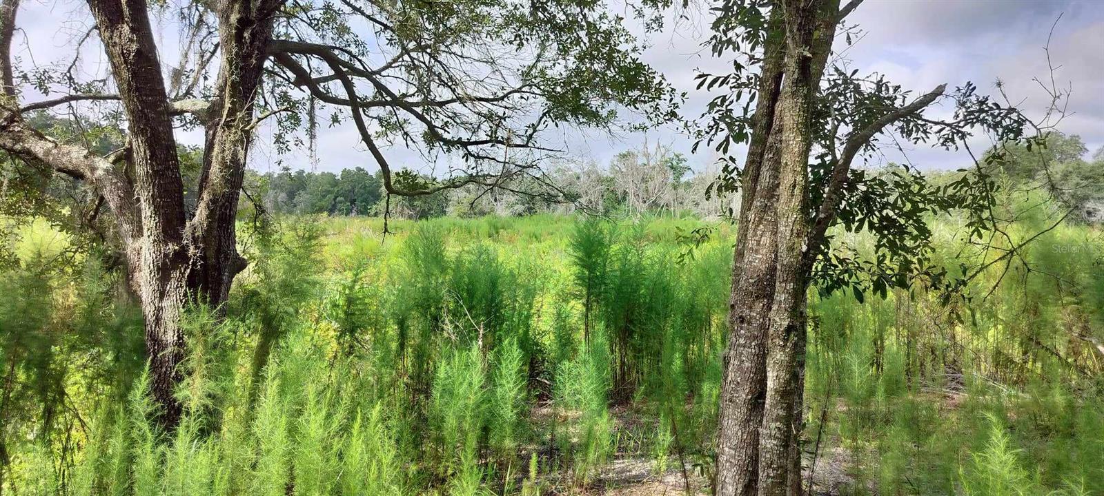96 N SHELTERING OAKS DR, INVERNESS, FL, 34453