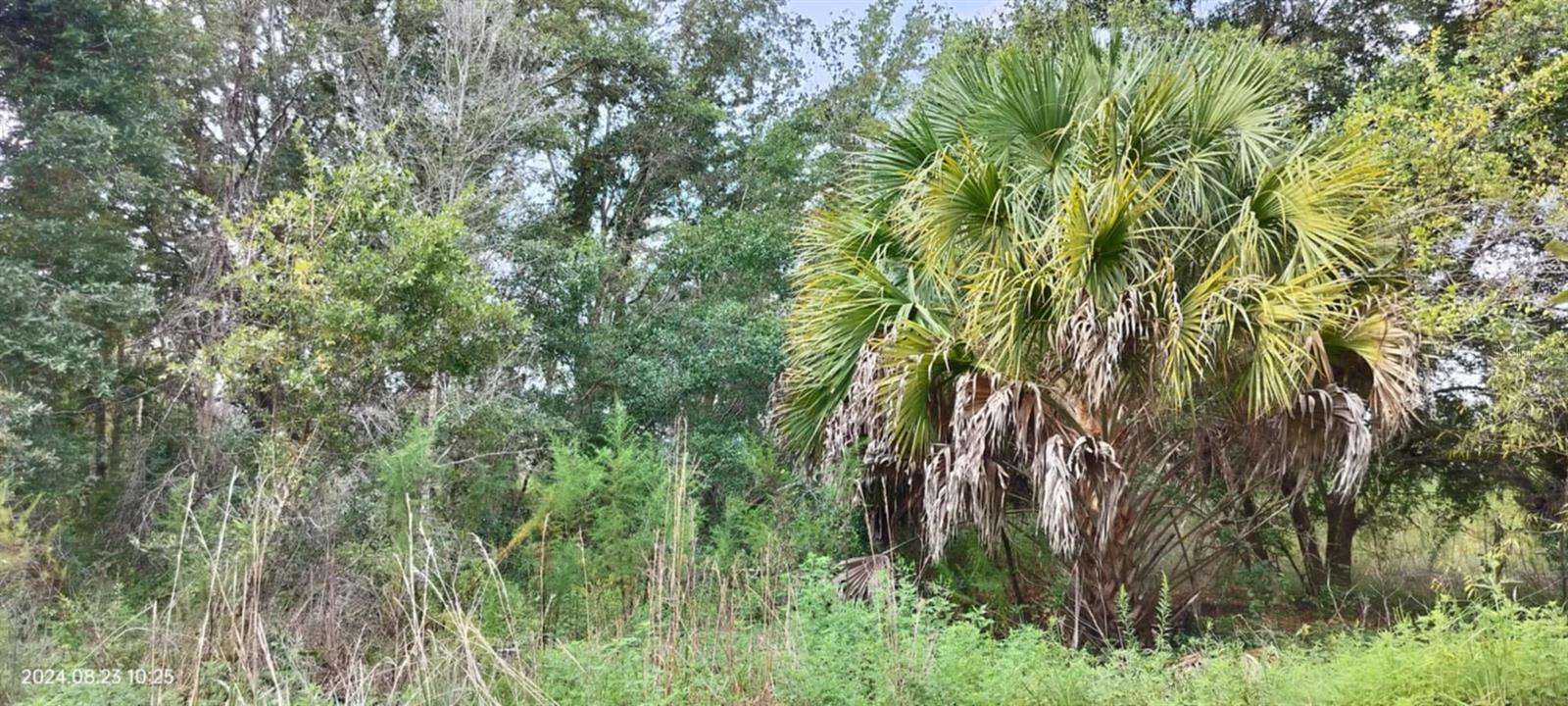 96 N SHELTERING OAKS DR, INVERNESS, FL, 34453