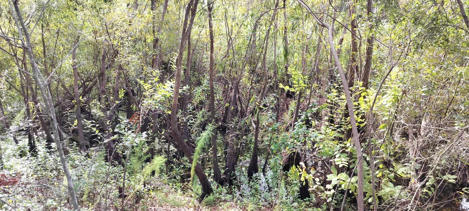 96 N SHELTERING OAKS DR, INVERNESS, FL, 34453
