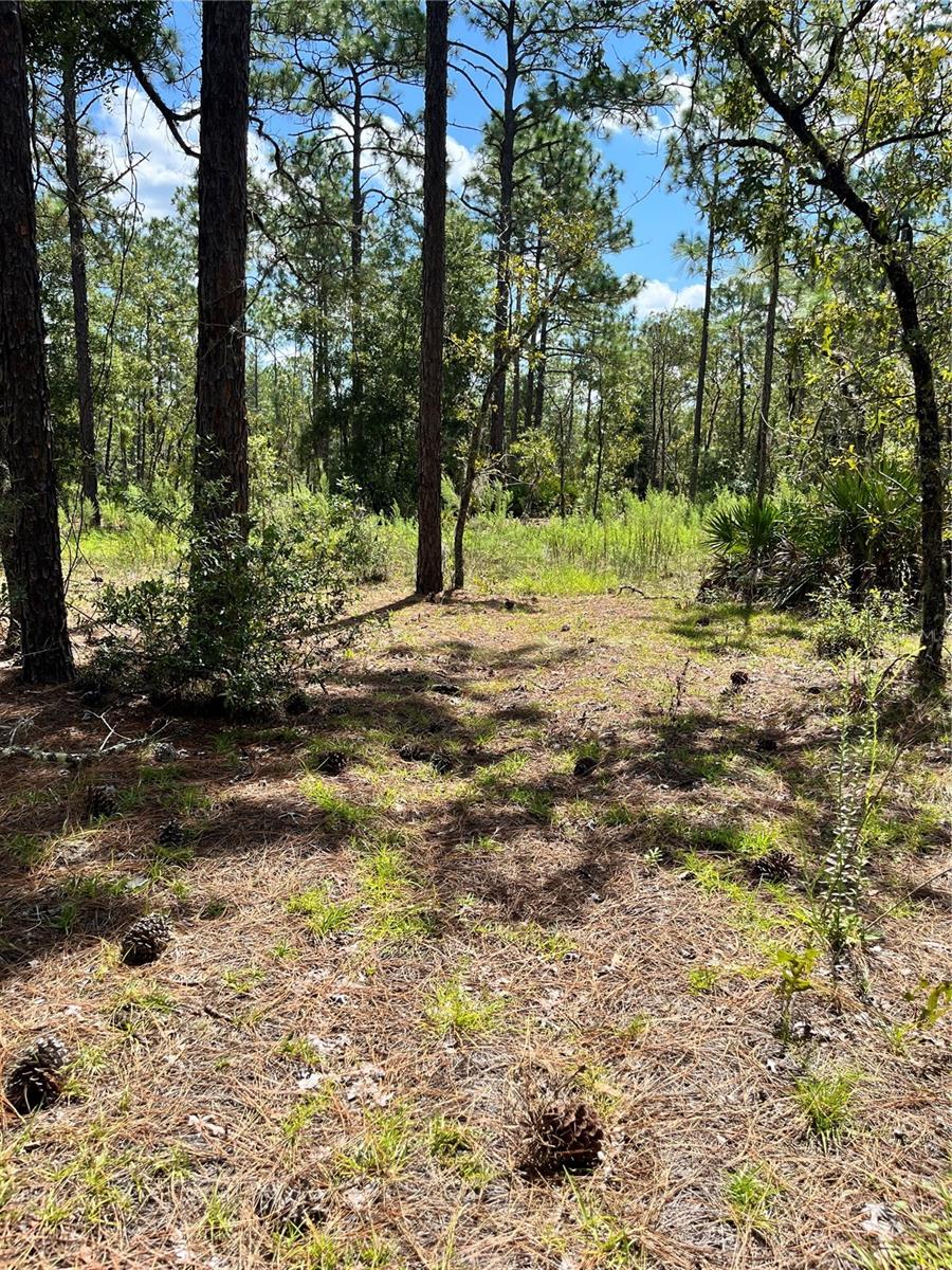 TBD SW 156TH CT, OCALA, FL, 34481