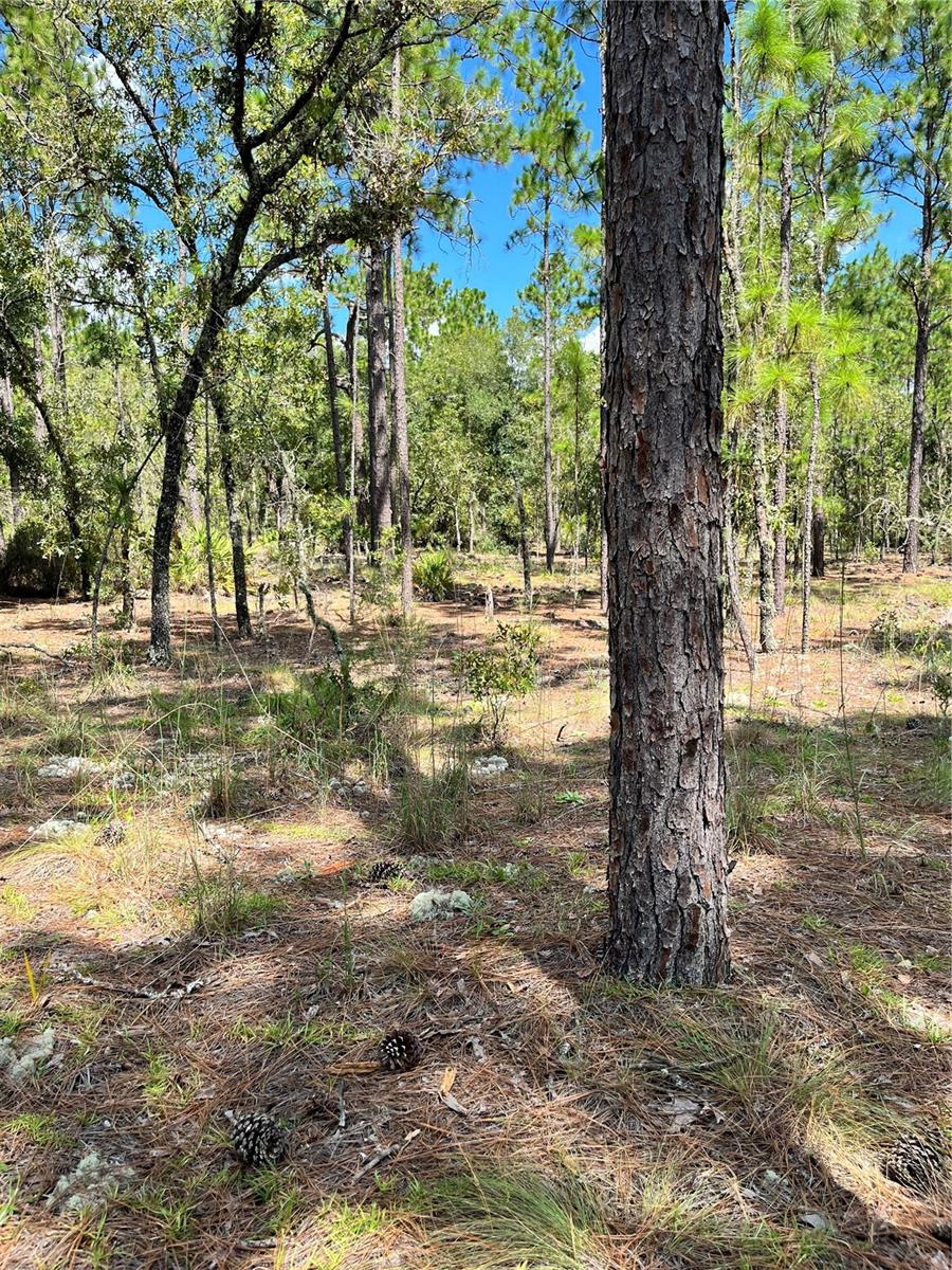 TBD SW 156TH CT, OCALA, FL, 34481