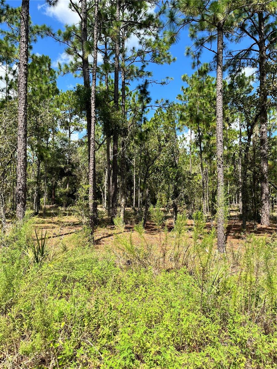 TBD SW 156TH CT, OCALA, FL, 34481