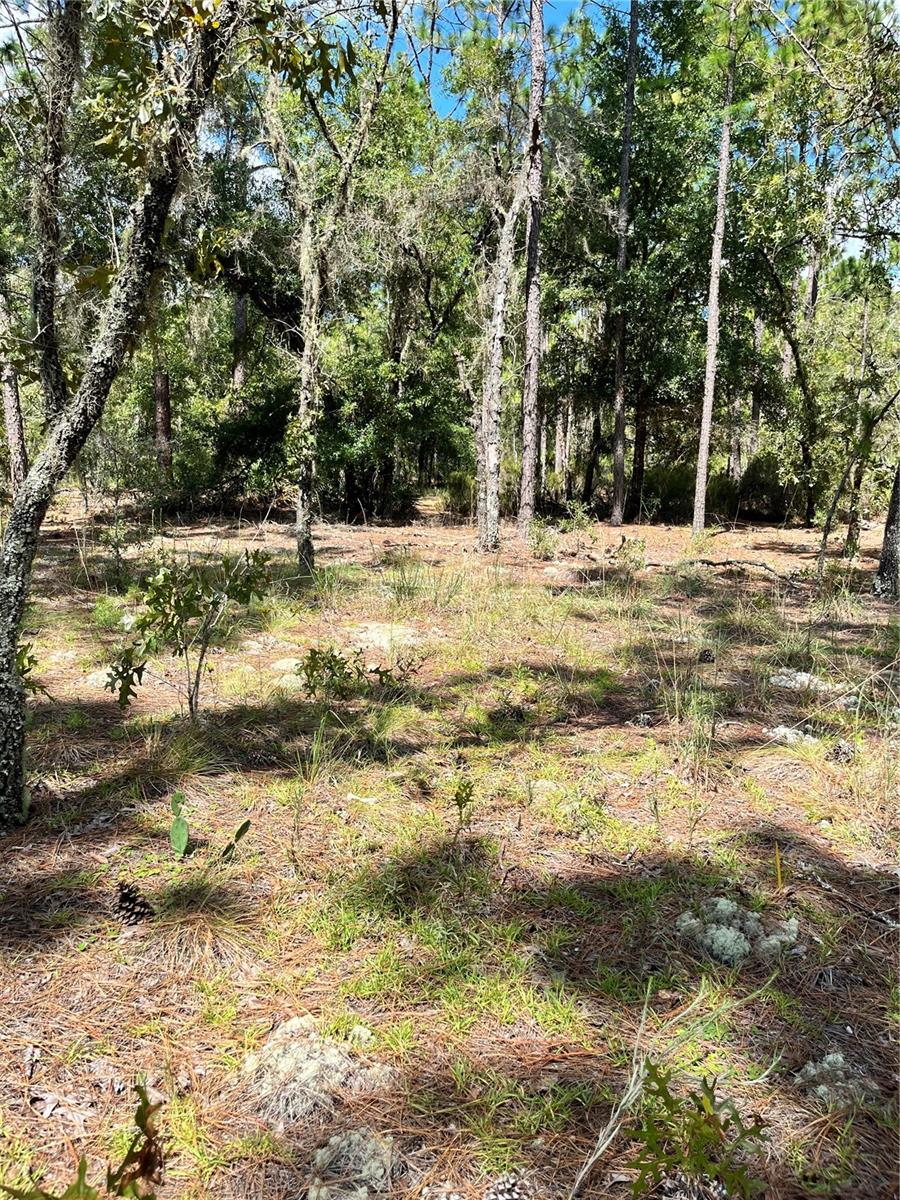 TBD SW 156TH CT, OCALA, FL, 34481