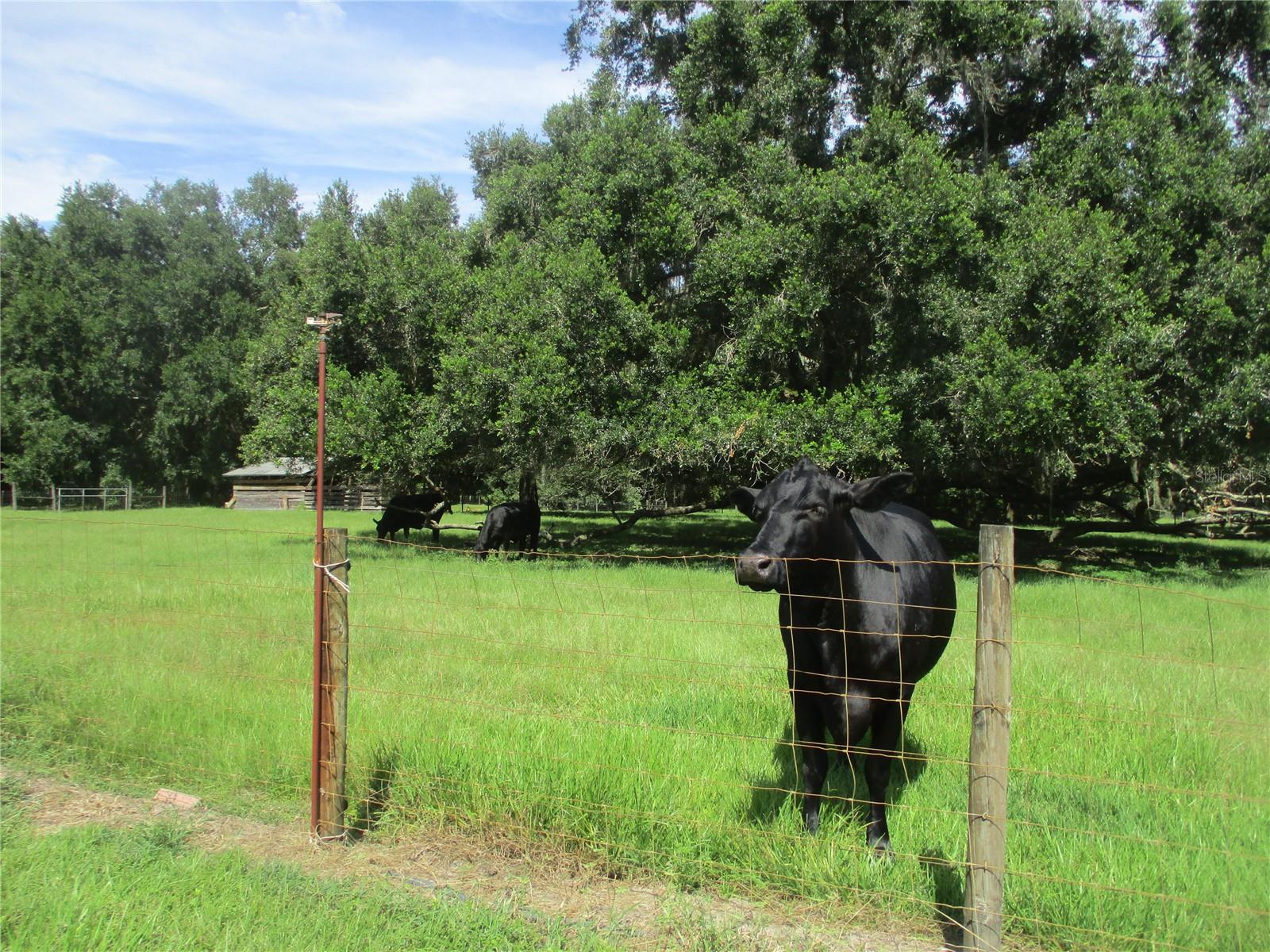 33 SW 97TH PL, WEBSTER, FL, 33597