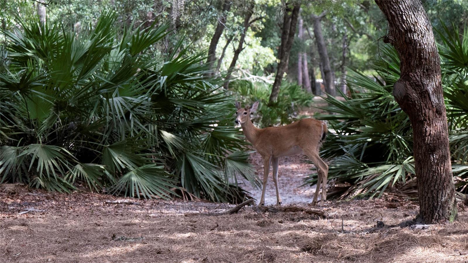 134 SHORESIDE TRAIL, CRESCENT CITY, FL, 32112