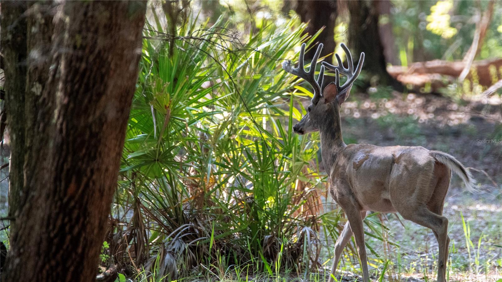 134 SHORESIDE TRAIL, CRESCENT CITY, FL, 32112